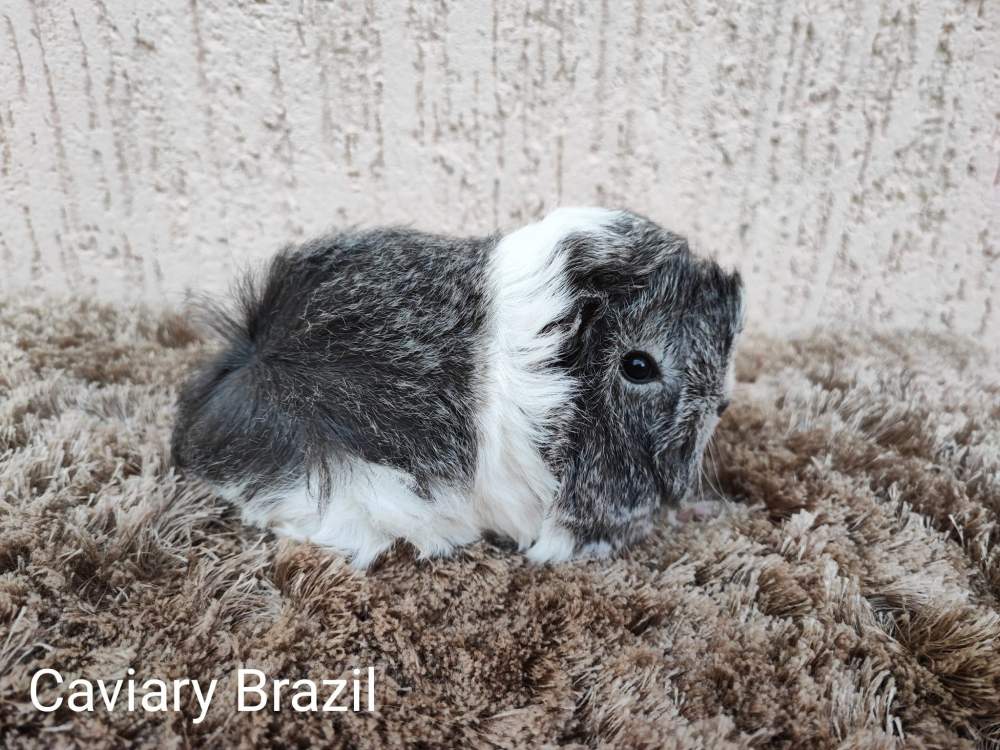 Peruvian Owned by other Cavia porcellus 