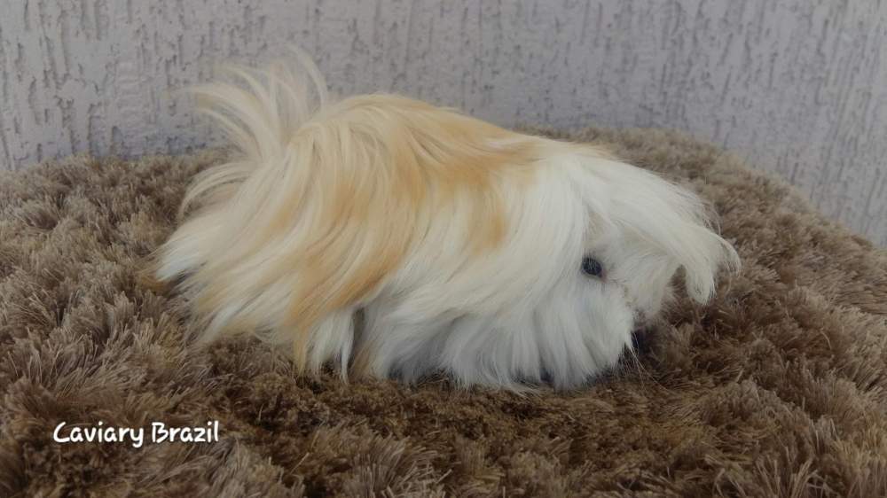 Peruvian Owned by other Cavia porcellus 