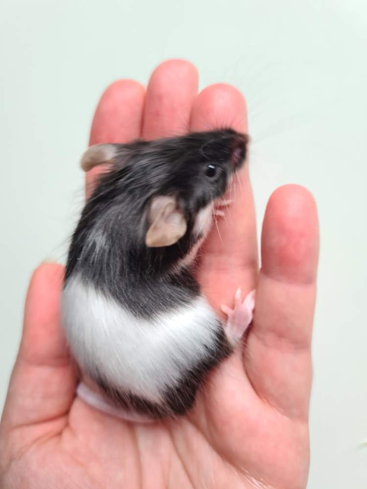 Fancy mouse Breeder Mus musculus 