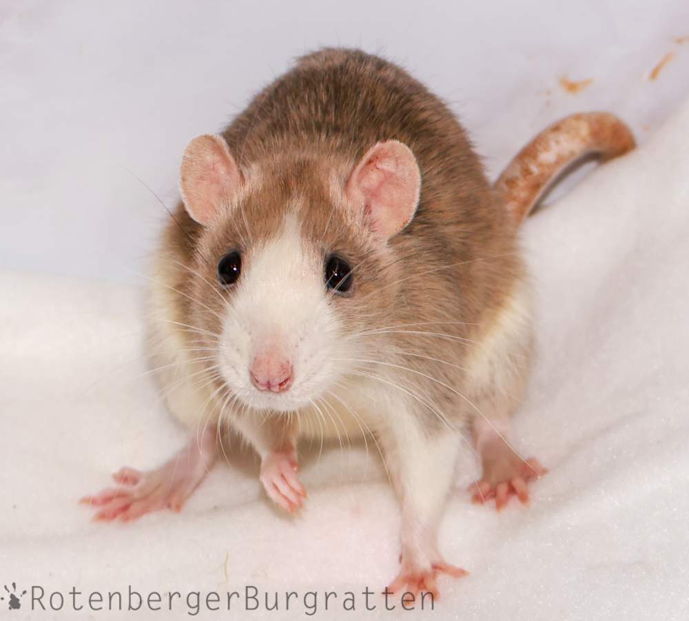 Fancy rat Breeder Rattus norvegicus 