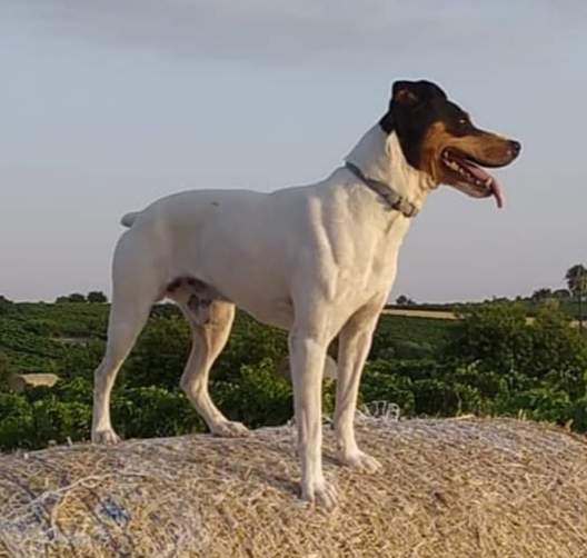 Ratonero Bodeguero Andaluz  Owned by other Canis lupus familiaris 