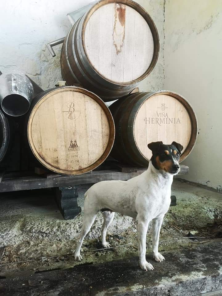 Ratonero Bodeguero Andaluz  Owned by other Canis lupus familiaris 