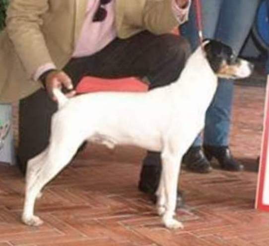 Ratonero Bodeguero Andaluz  Owned by other Canis lupus familiaris 