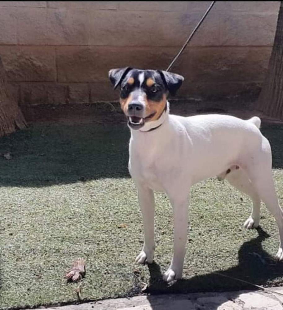 Ratonero Bodeguero Andaluz  Owned by other Canis lupus familiaris Spain, Seville