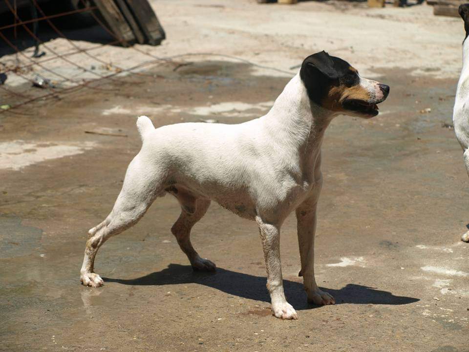 Ratonero Bodeguero Andaluz  Owned by other Canis lupus familiaris 