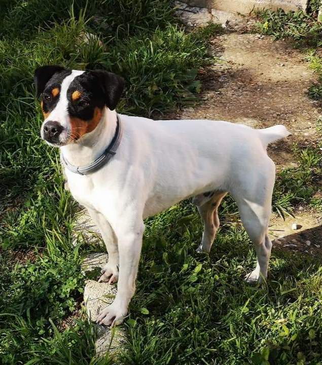 Ratonero Bodeguero Andaluz  Owned by other Canis lupus familiaris 