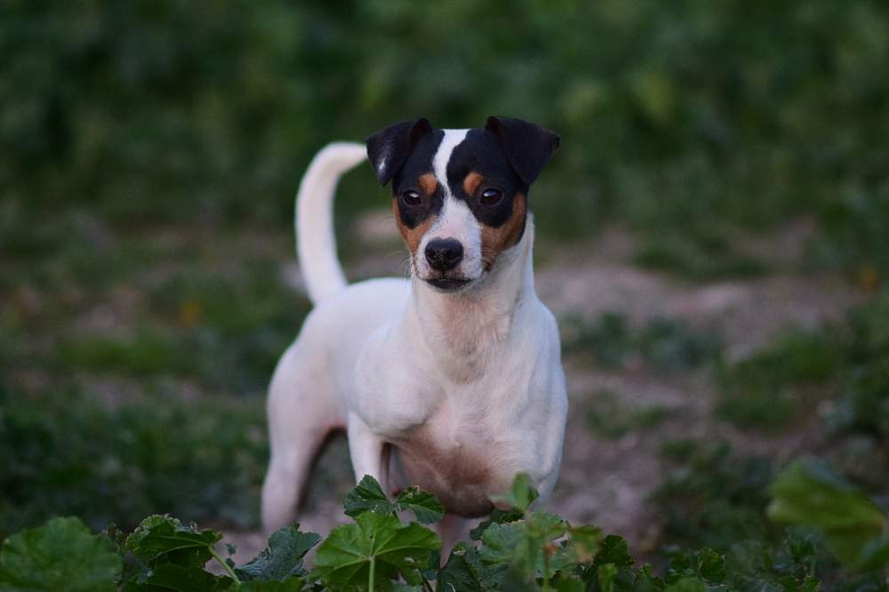 Ratonero Bodeguero Andaluz  Breeder Canis lupus familiaris 