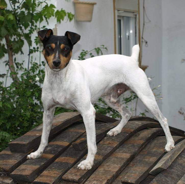 Ratonero Bodeguero Andaluz  Owned by other Canis lupus familiaris 