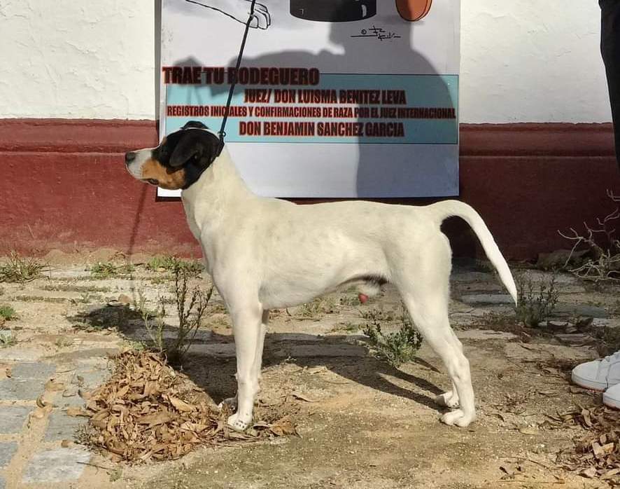 Ratonero Bodeguero Andaluz  Owned by other Canis lupus familiaris Spain, Jimena de la Frontera