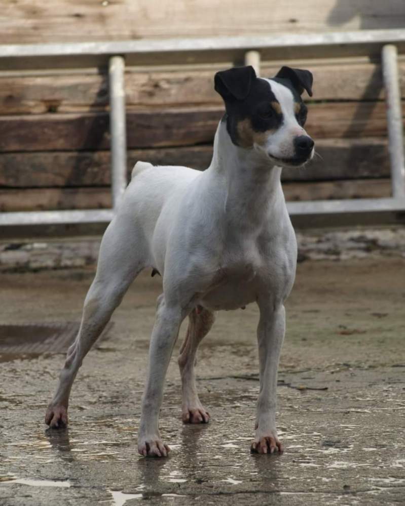 Ratonero Bodeguero Andaluz  Owned by other Canis lupus familiaris 