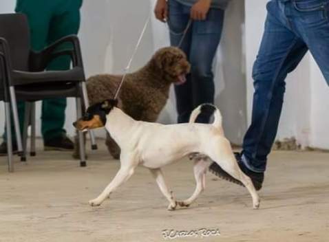 Ratonero Bodeguero Andaluz  Owned by other Canis lupus familiaris 