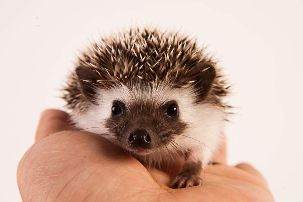 African pygmy hedgehog Available for rehoming Atelerix albiventris Hungary, Budapest