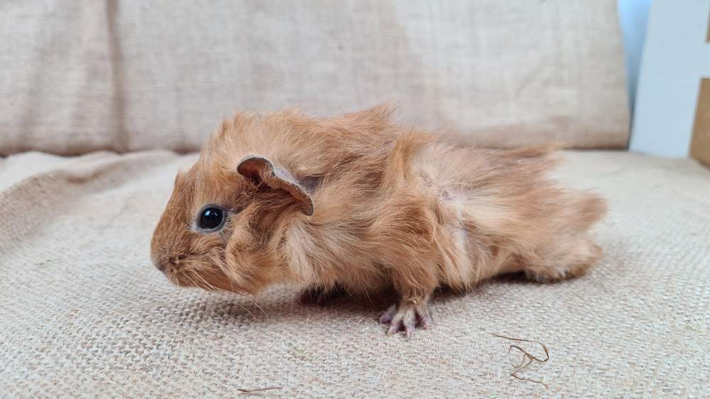 Guinea pig Available for rehoming Cavia porcellus 