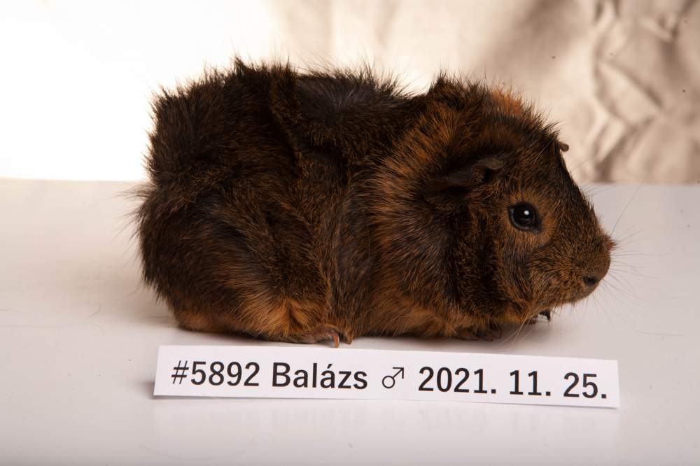 Guinea pig Breeder Cavia porcellus 