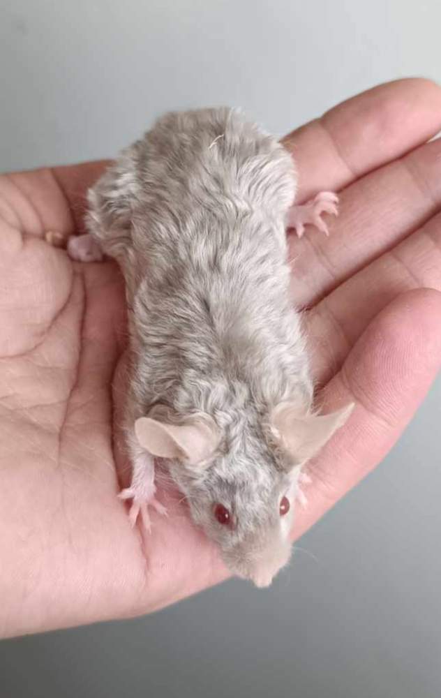 Fancy mouse Breeder Mus musculus 