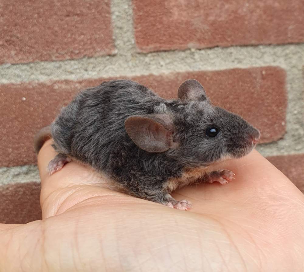 Fancy mouse Breeder Mus musculus 