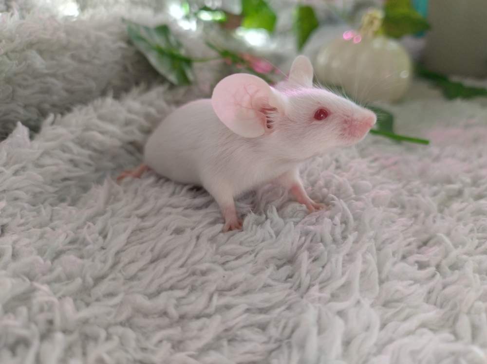 Fancy mouse Rehomed Mus musculus 
