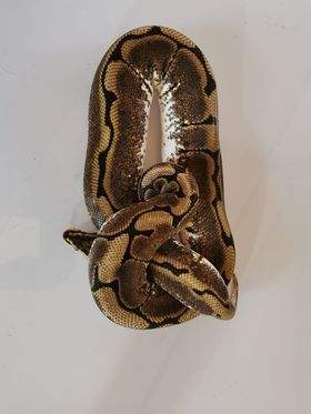 Ball python Breeder Python regius 