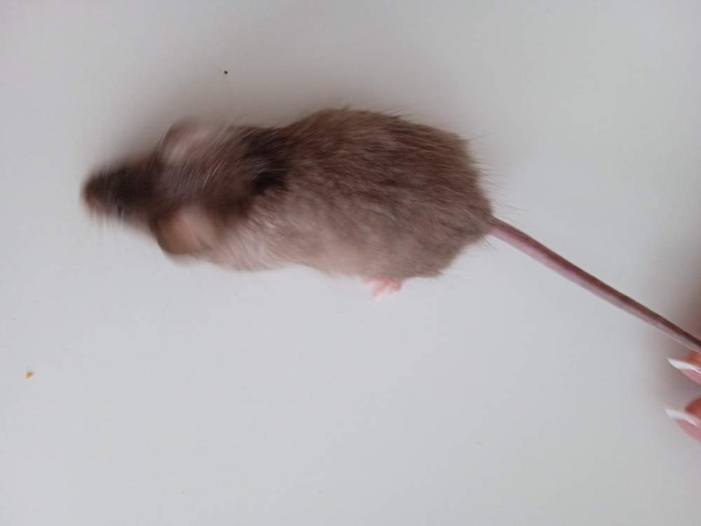 Fancy mouse Pet only Mus musculus 