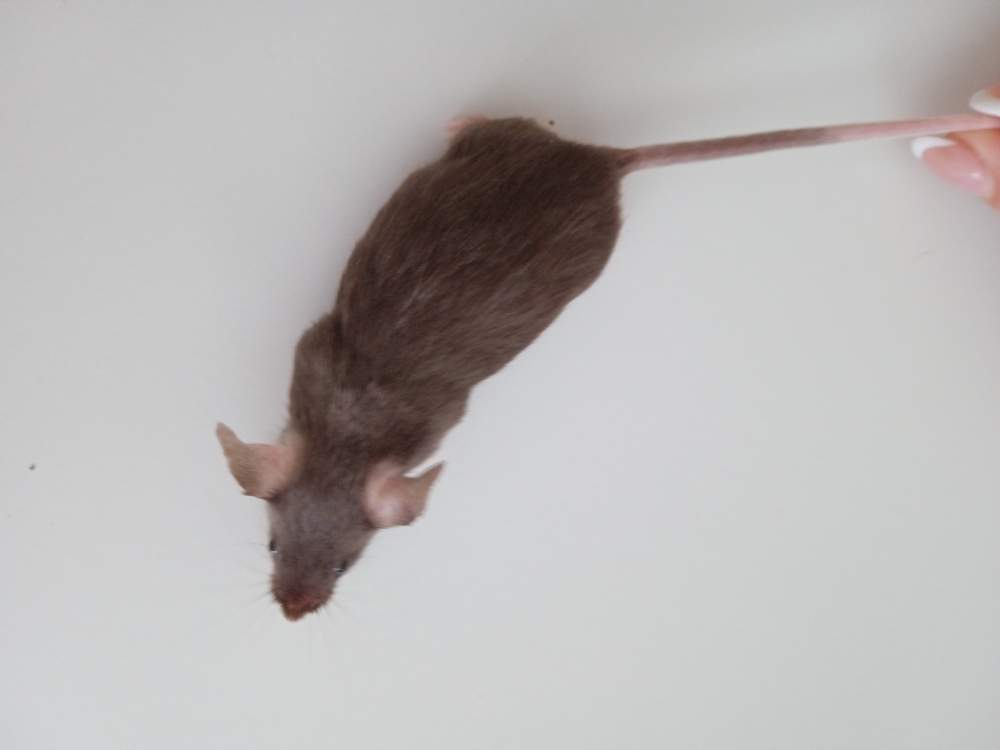 Fancy mouse Breeder Mus musculus 