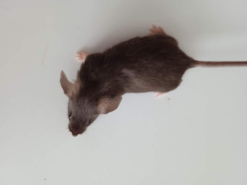 Fancy mouse Breeder Mus musculus 