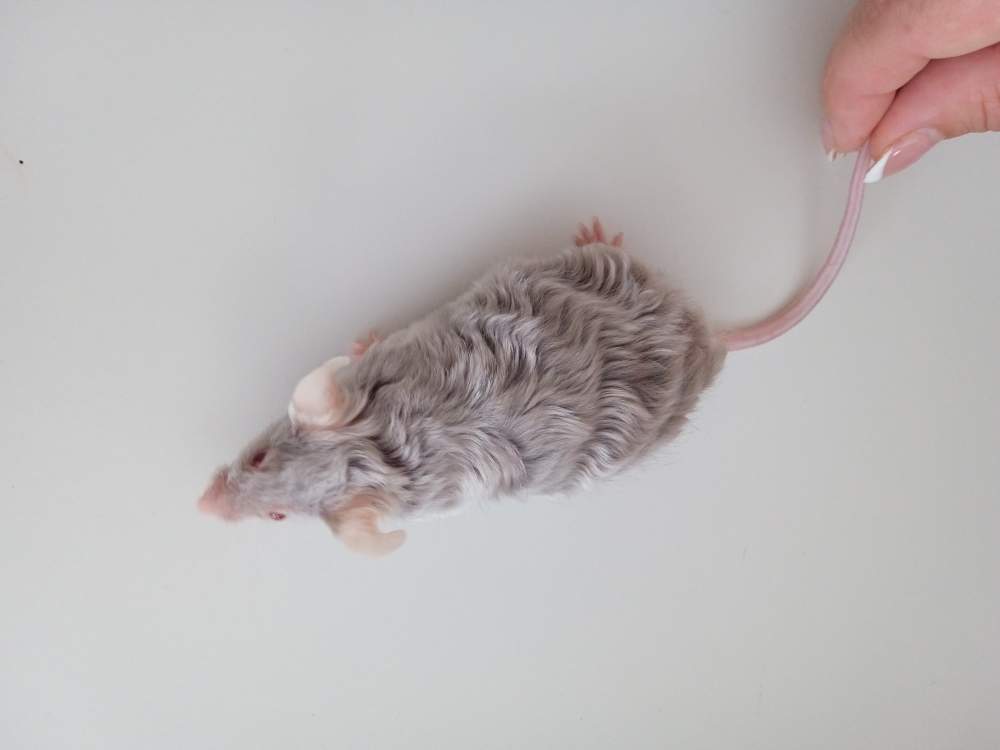 Fancy mouse Breeder Mus musculus 