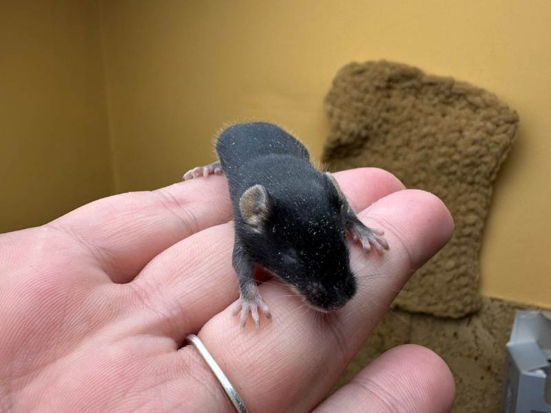 Fancy mouse Pet only Mus musculus 