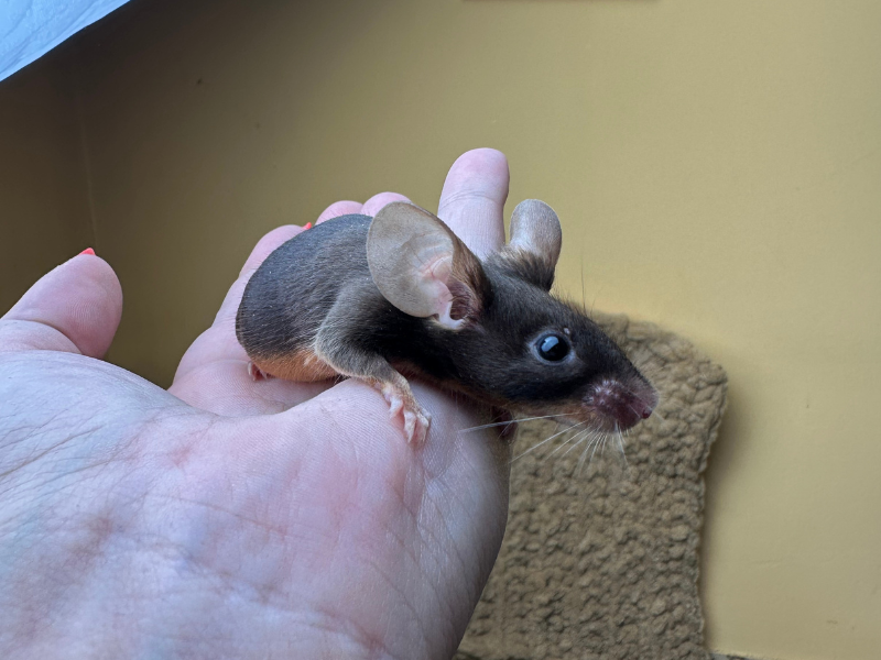 Fancy mouse Breeder Mus musculus 