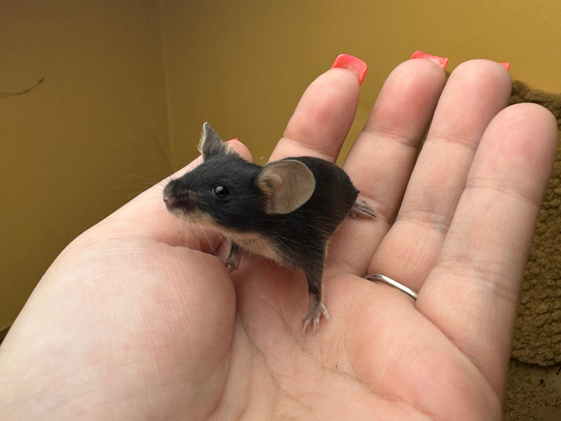 Fancy mouse Pet only Mus musculus 