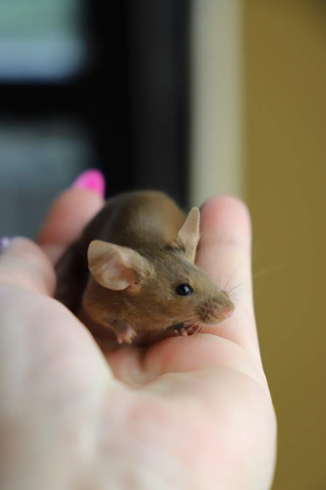 Fancy mouse Pet only Mus musculus 