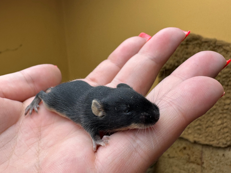 Fancy mouse Pet only Mus musculus 