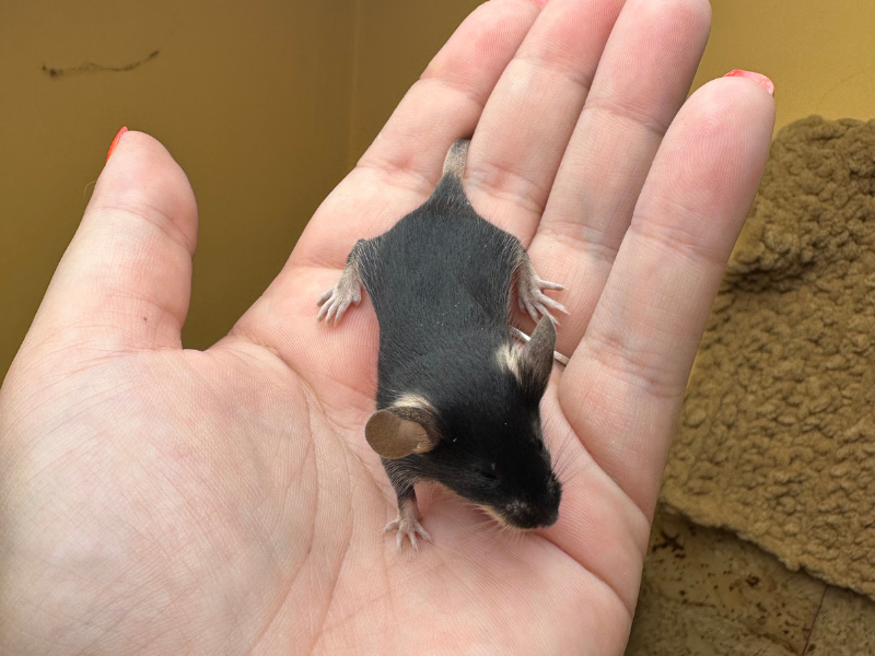 Fancy mouse Pet only Mus musculus 