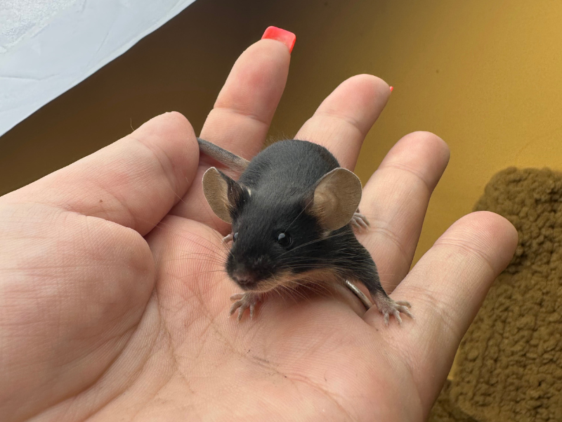 Fancy mouse Pet only Mus musculus 