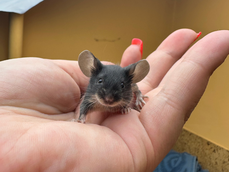 Fancy mouse Pet only Mus musculus 