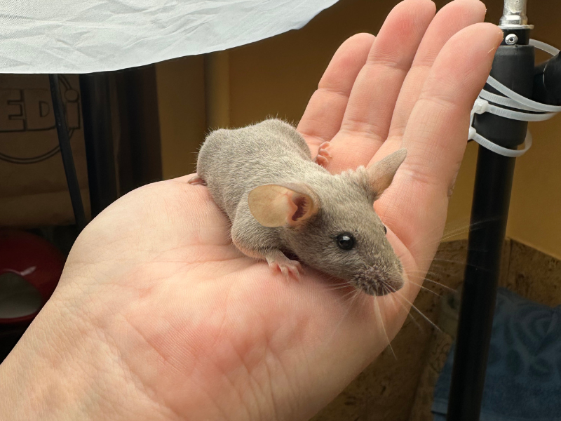 Fancy mouse Pet only Mus musculus 