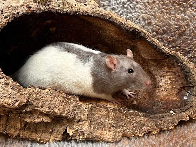 Fancy rat Breeder Rattus norvegicus Netherlands