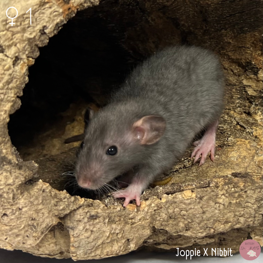 Fancy rat Breeder Rattus norvegicus Netherlands