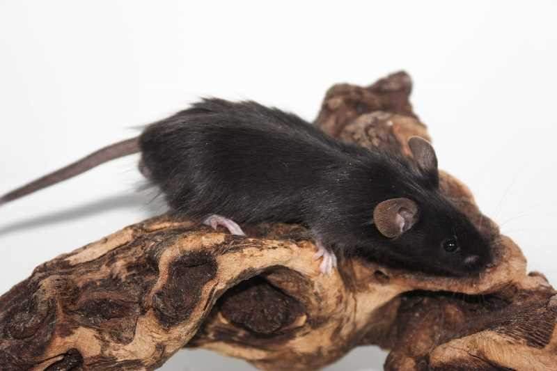 Fancy mouse Breeder Mus musculus 