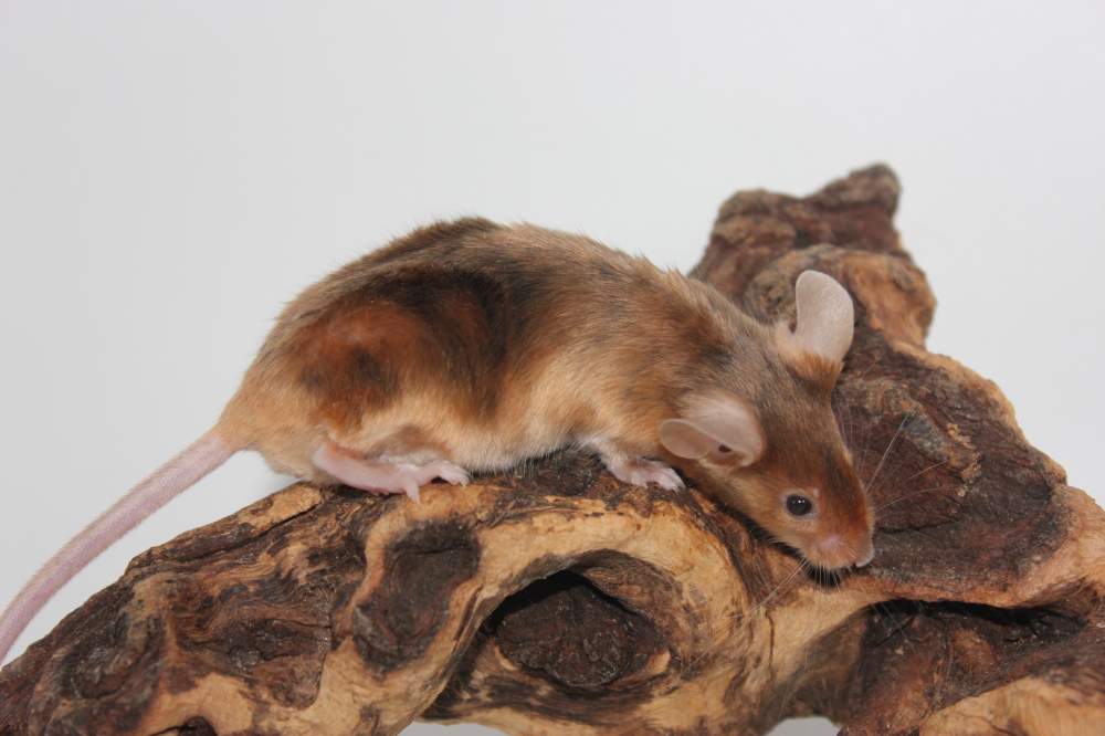 Fancy mouse Breeder Mus musculus 