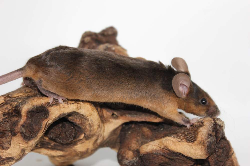 Fancy mouse Breeder Mus musculus 