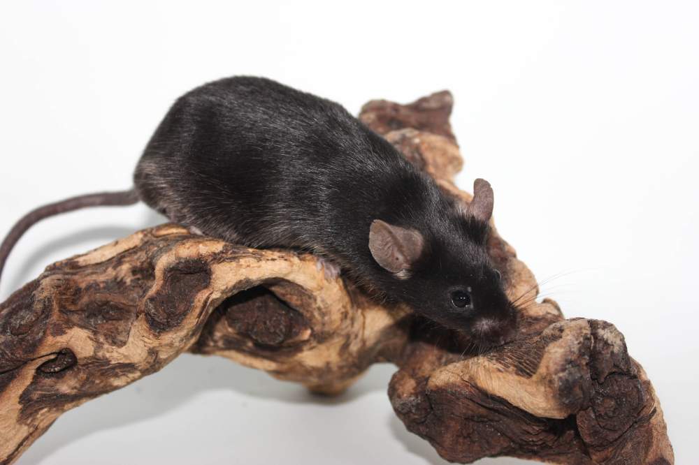 Fancy mouse Breeder Mus musculus 