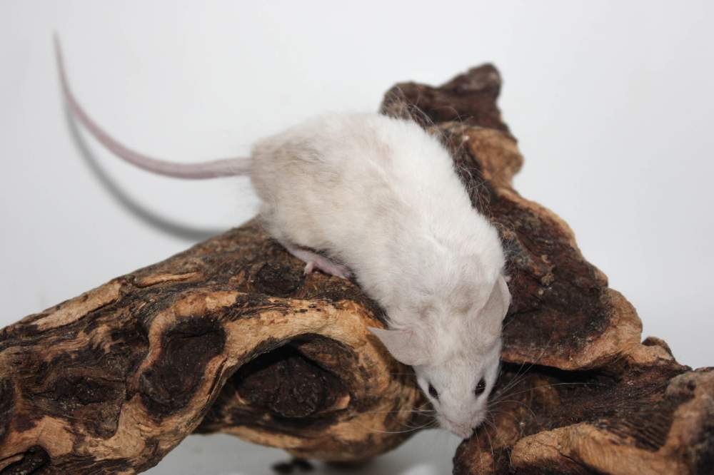 Fancy mouse Breeder Mus musculus 