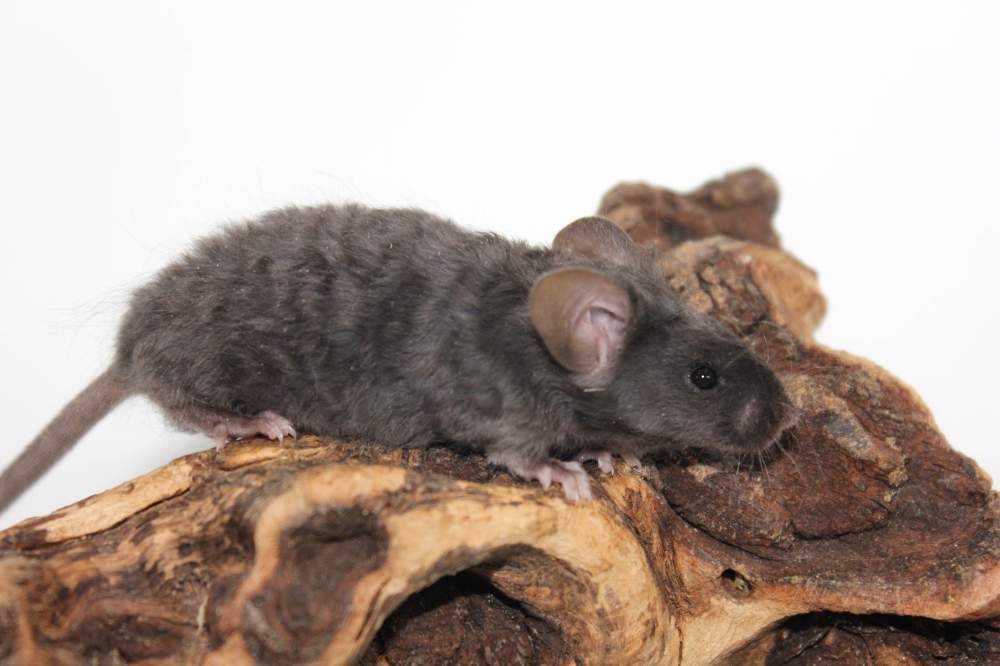 Fancy mouse Breeder Mus musculus 