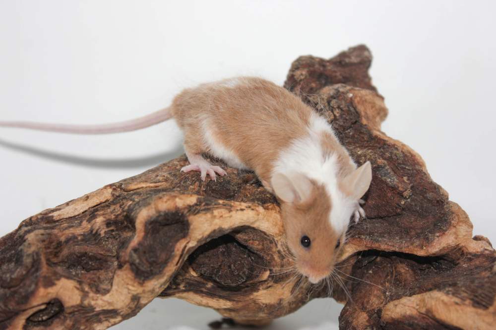 Fancy mouse Breeder Mus musculus 