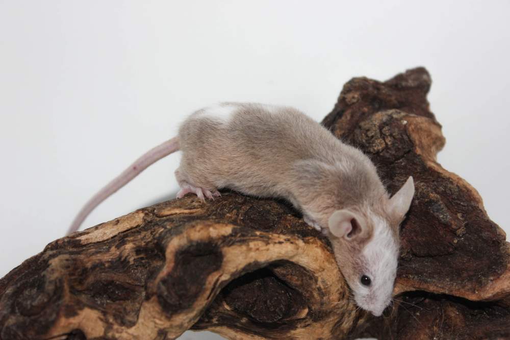 Fancy mouse Breeder Mus musculus 