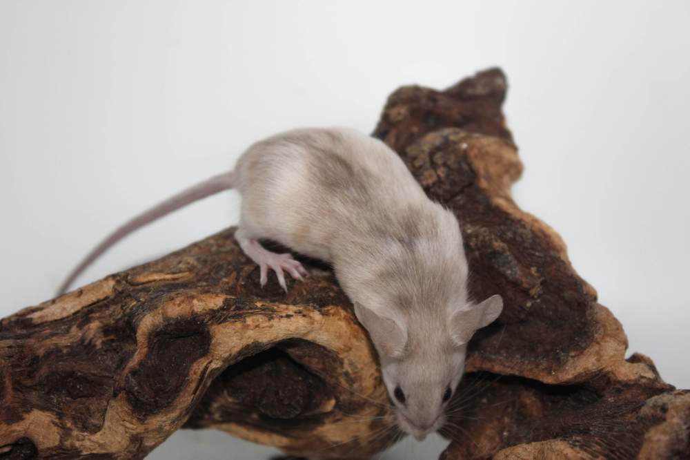 Fancy mouse Breeder Mus musculus 