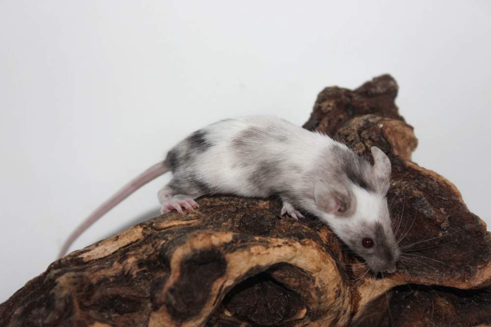 Fancy mouse Breeder Mus musculus 