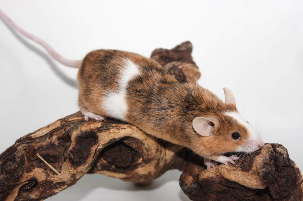 Fancy mouse Breeder Mus musculus 