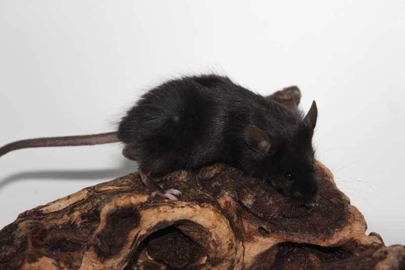 Fancy mouse Breeder Mus musculus 