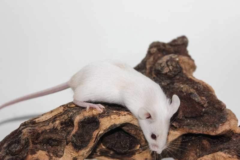 Fancy mouse Breeder Mus musculus 